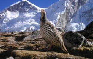 Nepal Trip Plan